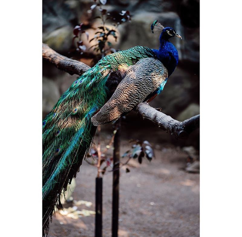 Peacock, ornithology, animal, bird, HD wallpaper