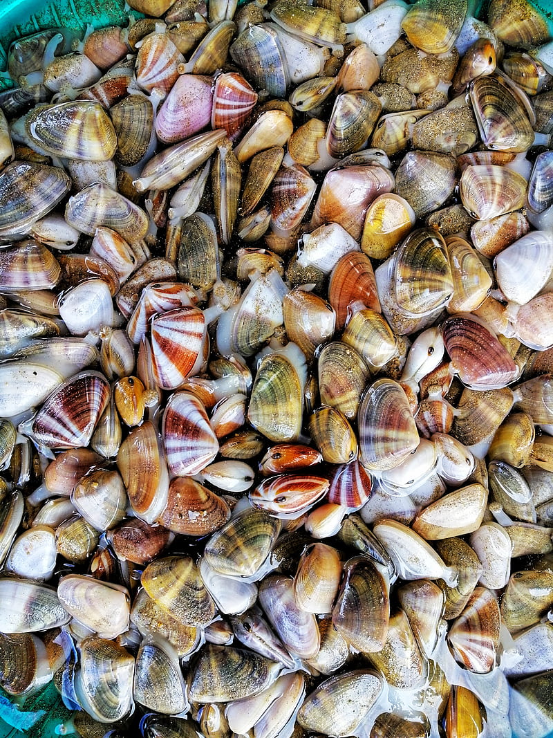 4K free download | Oyster Shells, art, natural, nature, oyster, sea