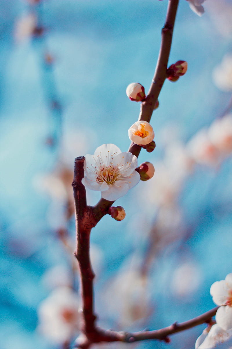 flower, buds, white, branch, cherry, sakura, HD phone wallpaper