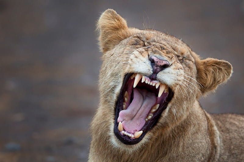 Fierce yawn, lioness, big cat, yawn, lion, HD wallpaper
