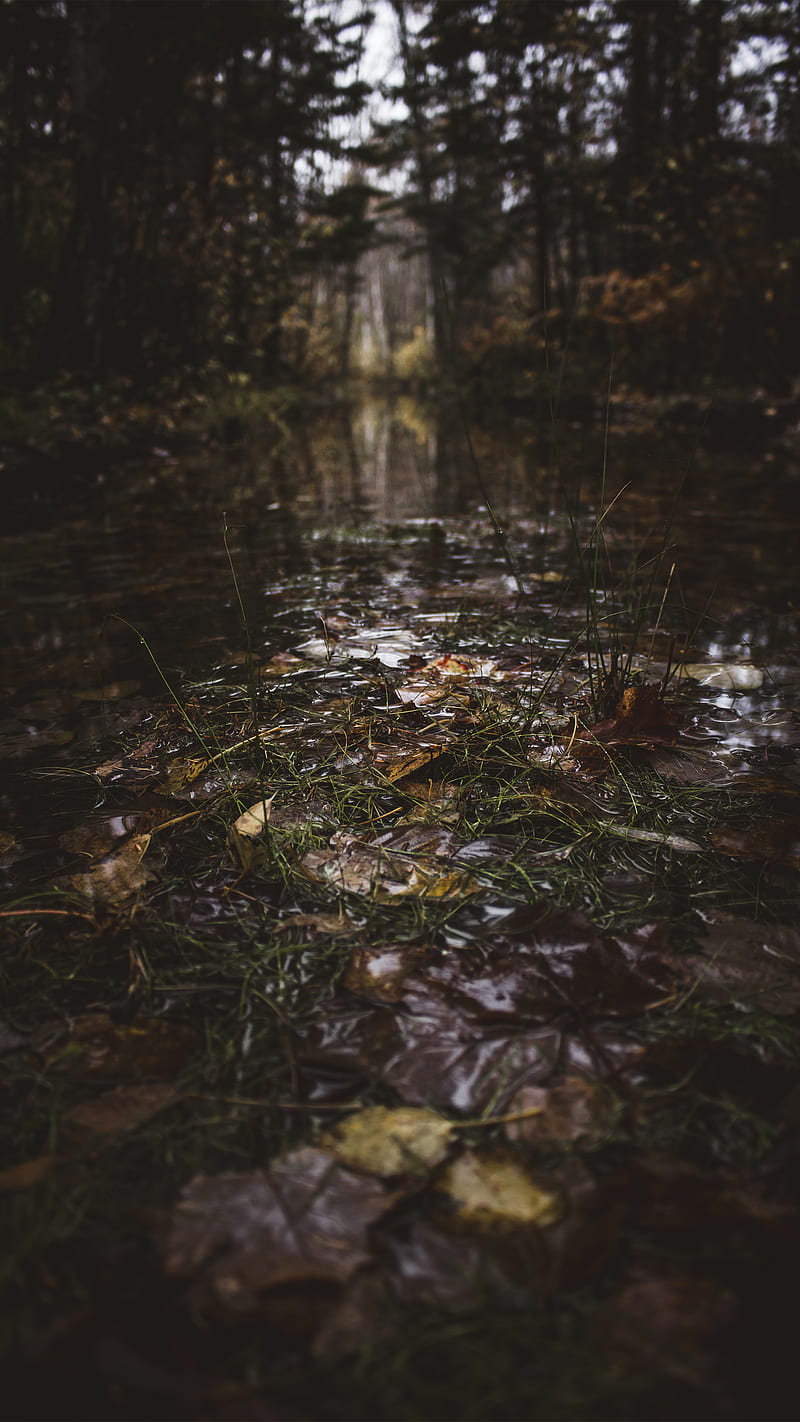 Out of my swamp, scary, creepy, water, foret, tree, dark, woods, forest, eerie, path, HD phone wallpaper