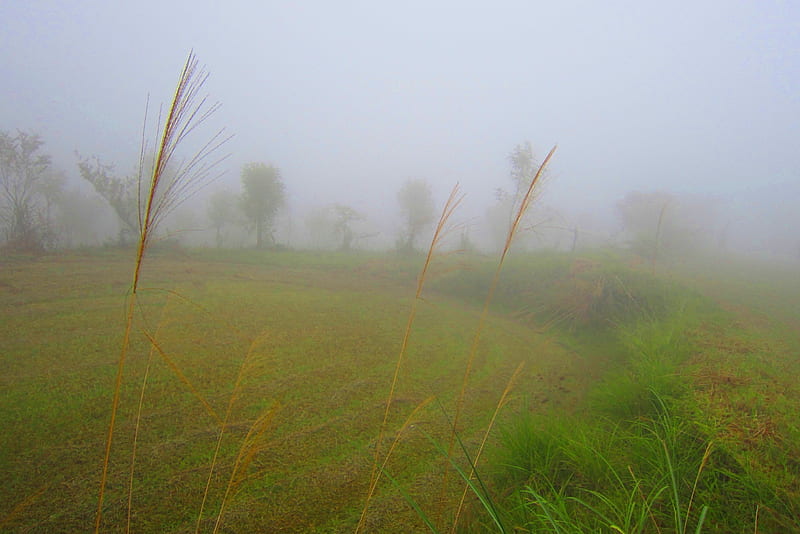 Dense fog, mountain, tree, grass, HD wallpaper