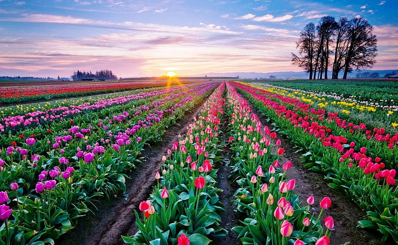 Beautiful Tulips, pink flower, sun, sunset, trees, sky, clouds, purple tulips, green, nature, fields, tulips flowers, sunrise, HD wallpaper