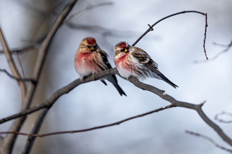 redpoll, bird, branch, blur, wildlife, HD wallpaper
