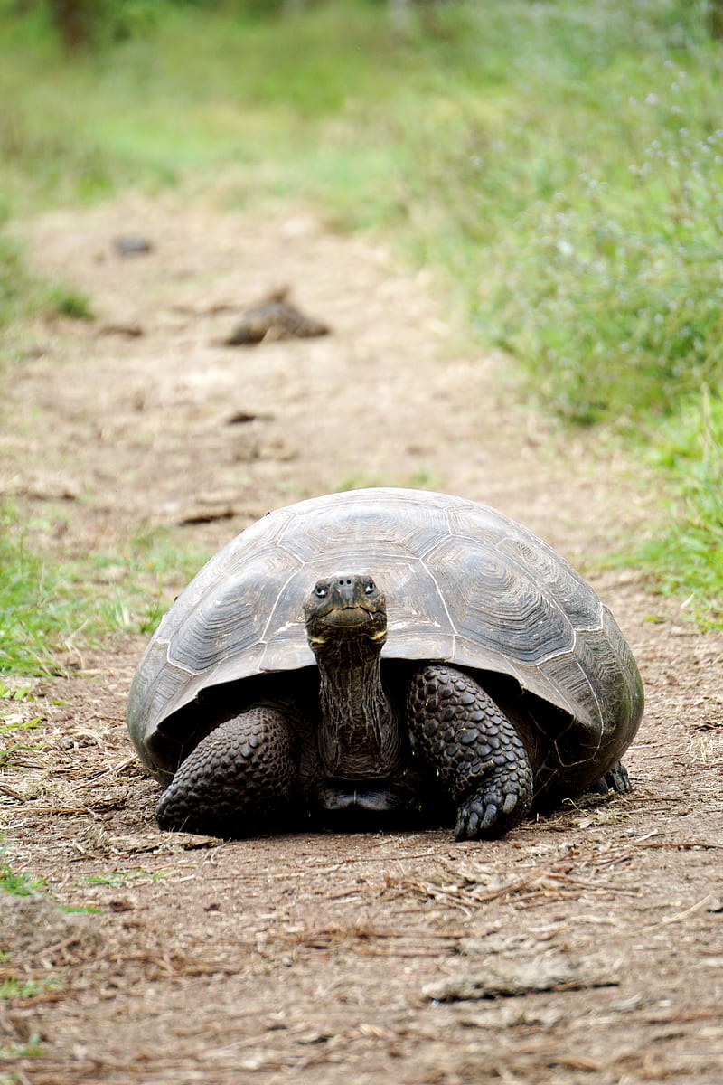 brown turtle between grasses, HD phone wallpaper brown turtle between grasses, HD phone wallpaper