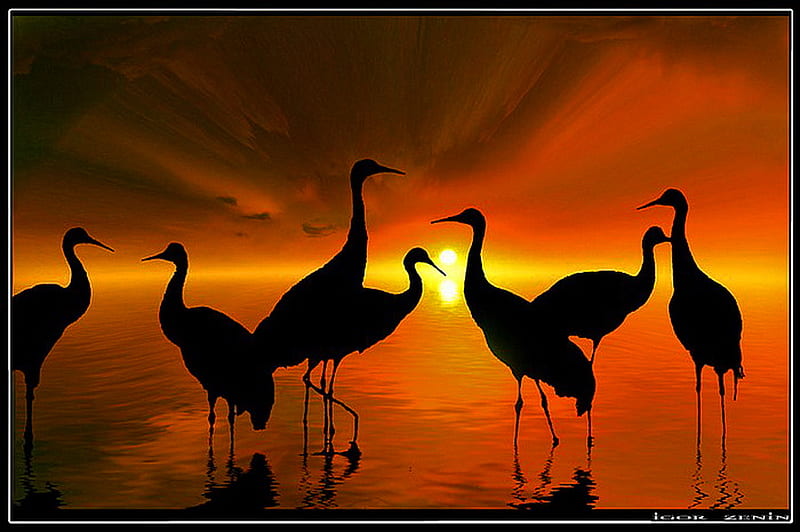 African silhouettes, gold, water, orange, silhouettes, birds, sunset, africa, HD wallpaper