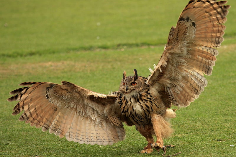 *** Owl with outstretched wings ***, ladujaca, zwierzeta, sowa, ptaki, HD wallpaper