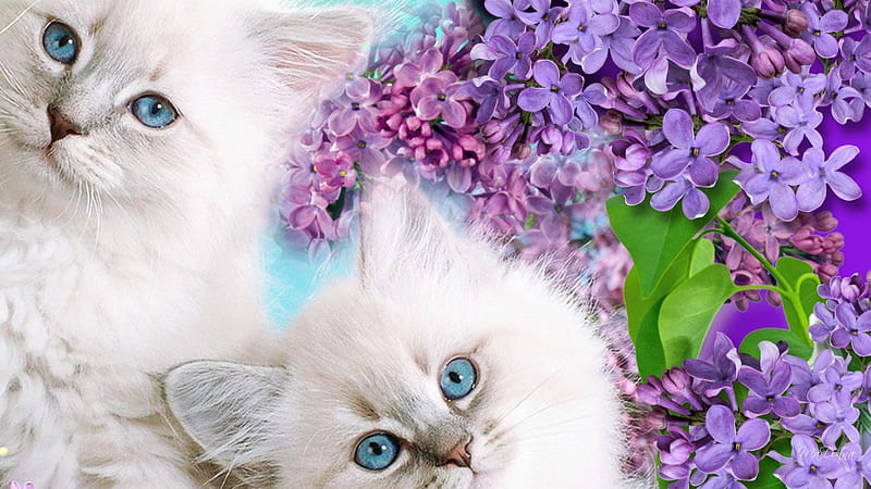 Kitten Blue Eyes, lilac, fluffy, lavender, sweet, leaves, love, flowers, blooms, blue eyes, loveable, kitty, kittens, spring, lilacs, cat, feline, purple, summer, blossoms, HD wallpaper