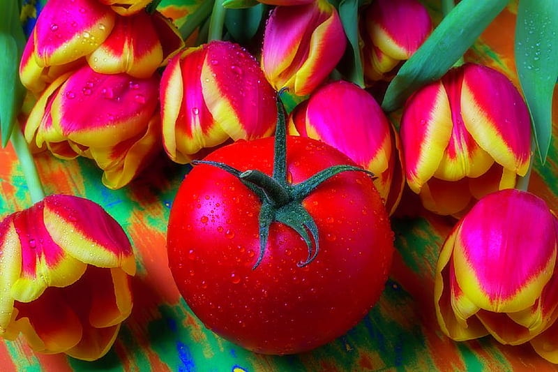 ✿⊱•╮Tomato & Tulips╭•⊰✿, lovely still life, tomato, graphy, flowers, colors, love four seasons, nature, tulips, HD wallpaper