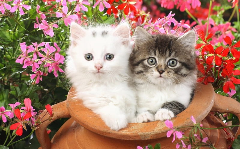 Two cats, black, bonito, my, cute, two, white, cats, friends, animals, HD wallpaper