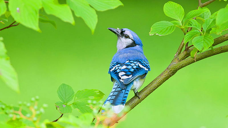 Blue Jay Bird Is Sitting On Green Leaves Tree Branch In Green Background Birds, HD wallpaper