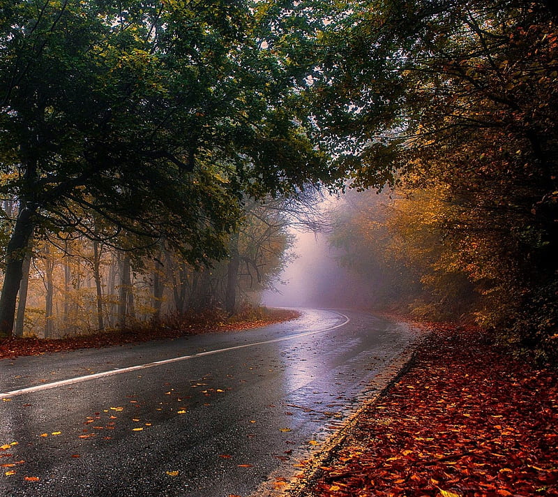 Rainy Day, autumn, road, HD wallpaper