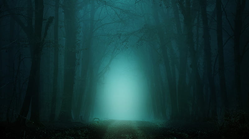 Road through Forest, Fog, Night Ultra, Nature, Forests, Night, Trees, Forest, Road, Halloween, Spooky, Creepy, HD wallpaper