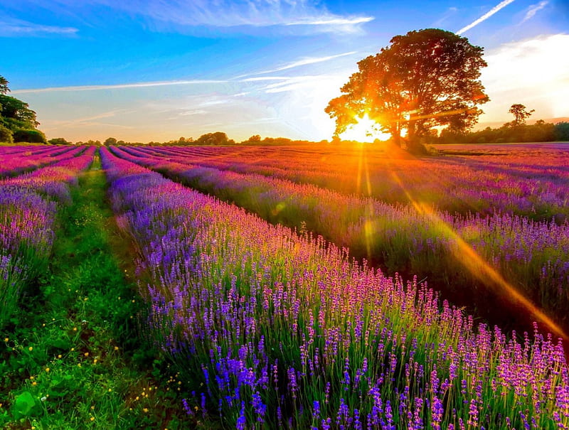 Lavender field, glow, shine, lavender, sunset, fragrance, nice, sunrise, rows, light, beautifdul, lovely, scent, sky, tree, rays, purple, summer, nature, meadow, field, HD wallpaper