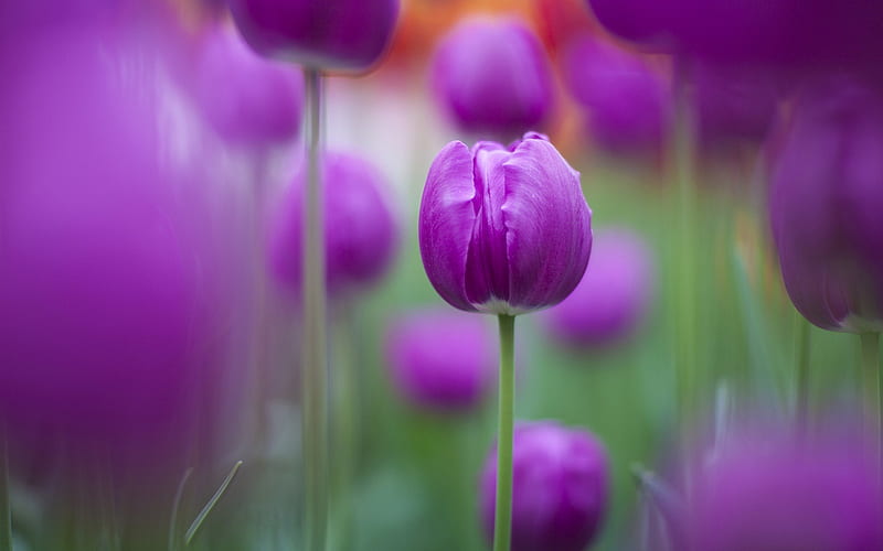 purple tulips-, HD wallpaper