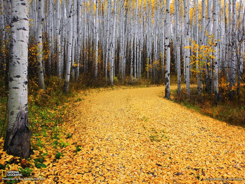 720p Free Download Aspen Forest Colorado Forest Autumn Nature