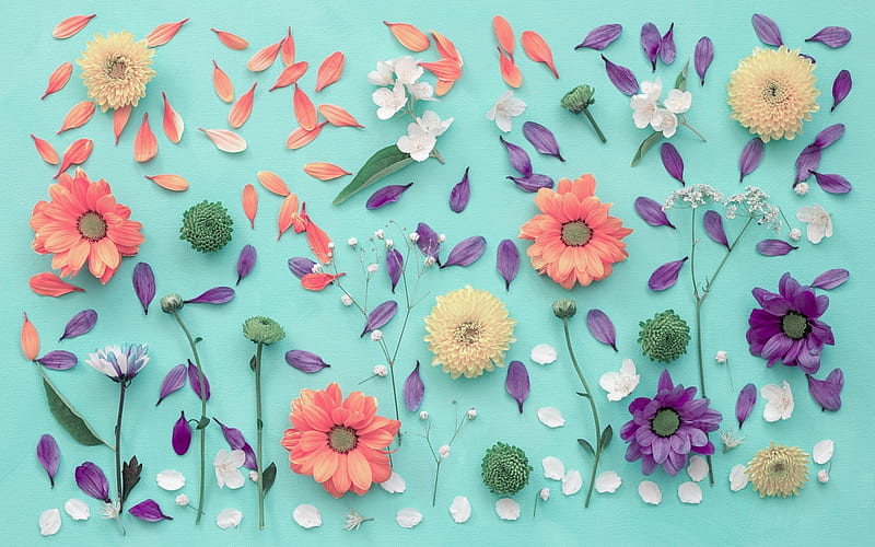 Flowers and petals, orange, texture, flower, summer, petasl, white, blue, HD wallpaper
