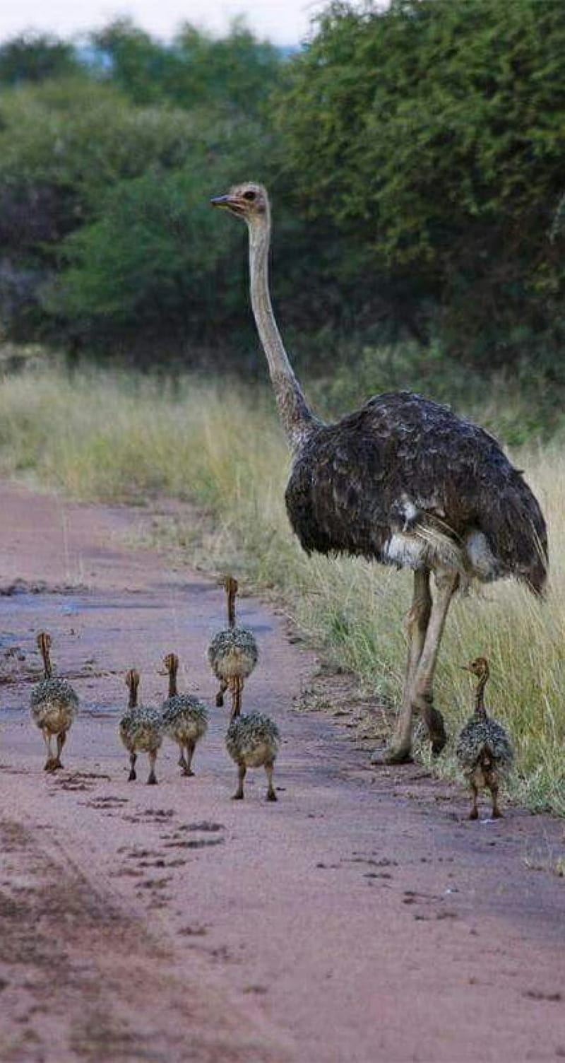 family walk, bird, ostrich, HD phone wallpaper