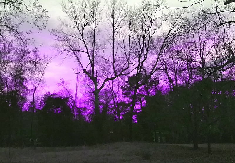 Backyard, girly, goth, purple, sunset, trees, yard, HD wallpaper