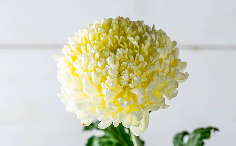 Beautiful Chrysanthemum Ultra, Aero, White, Flower, bonito, Autumn, Close, Blooming, Blossom, Closeup, Blur, floral, flora, chrysanthemum, HD wallpaper