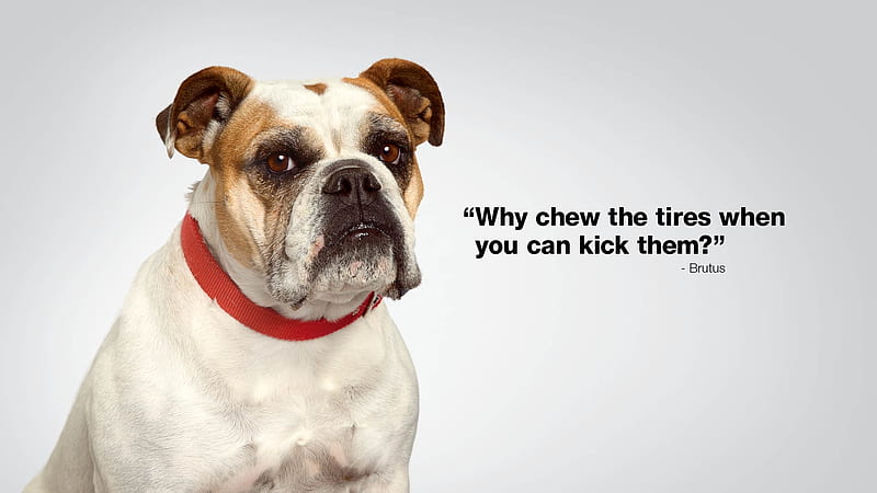 Funny dog, add, caine, commercial, funny, dog, animal, word, subaru, HD  wallpaper | Peakpx