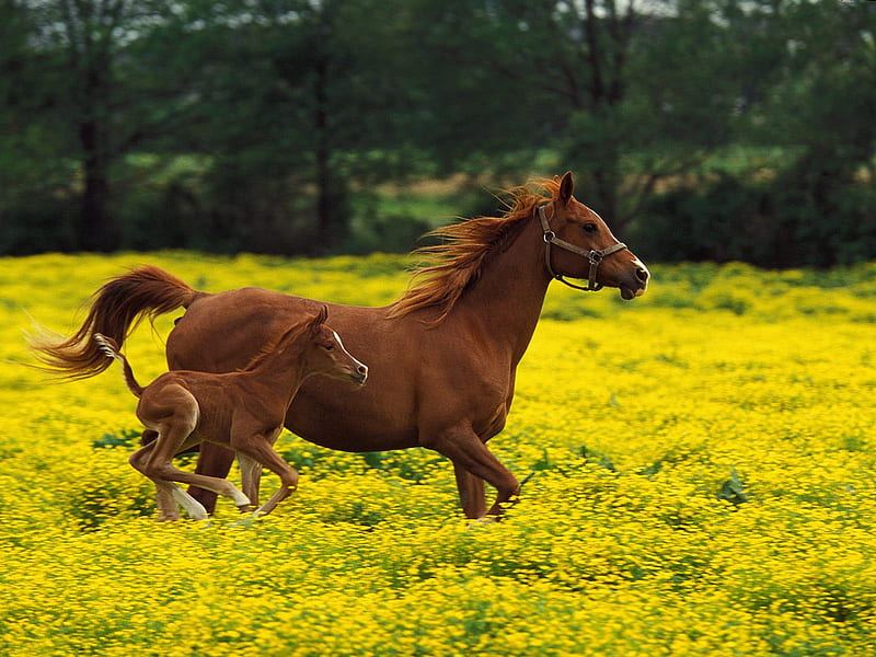 Running, nice, nature, cavalos, horse, horses, field, animal, HD wallpaper