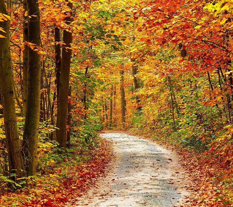 Autumn, fall, forest, nature, tree, HD wallpaper | Peakpx