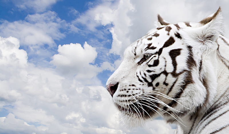 White Bengal Tiger, tiger, blue sky, clouds, animal, HD wallpaper
