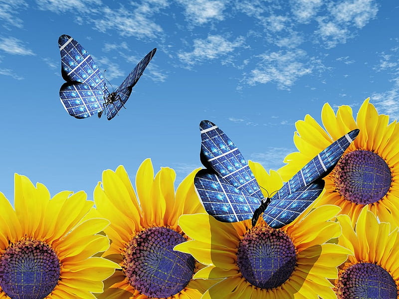 Girasoles, colores, cielo, pétalos, mariposas, Fondo de pantalla HD | Peakpx