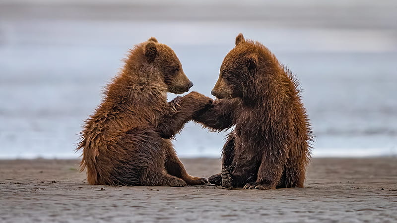 Two Baby Bears Are Sitting On Beach Sand With Water Background During  Daytime Animals, HD wallpaper | Peakpx