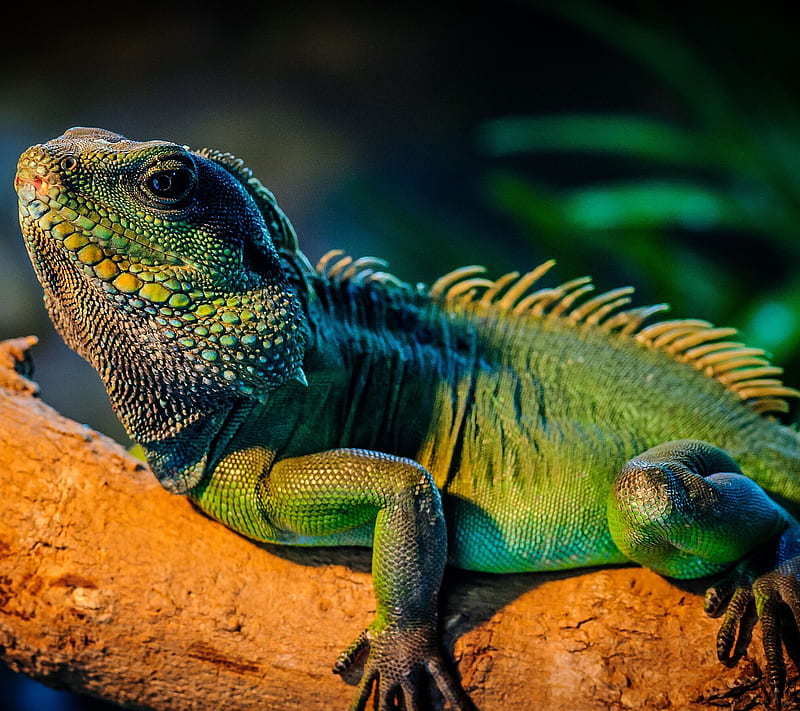 Iguana, green-iguana, HD wallpaper