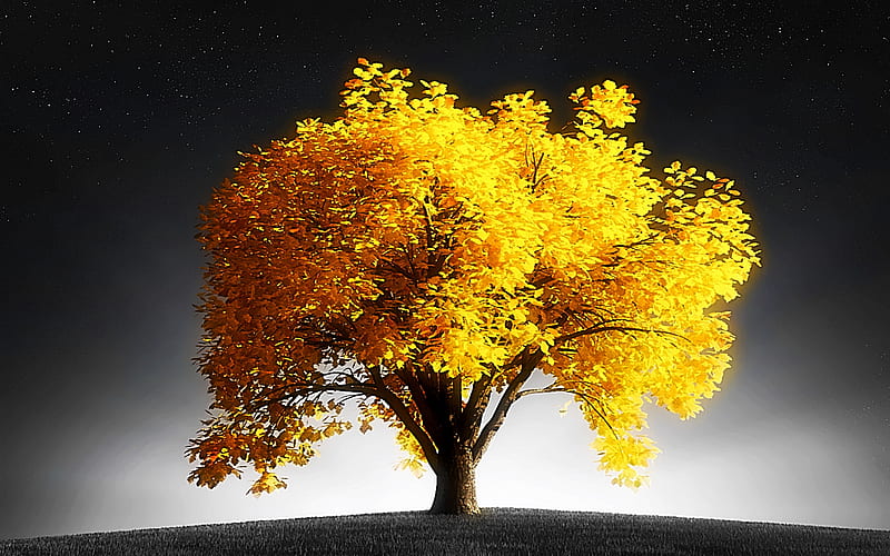 Golden Tree, tree, beauty, fascinating, ray, light, HD wallpaper