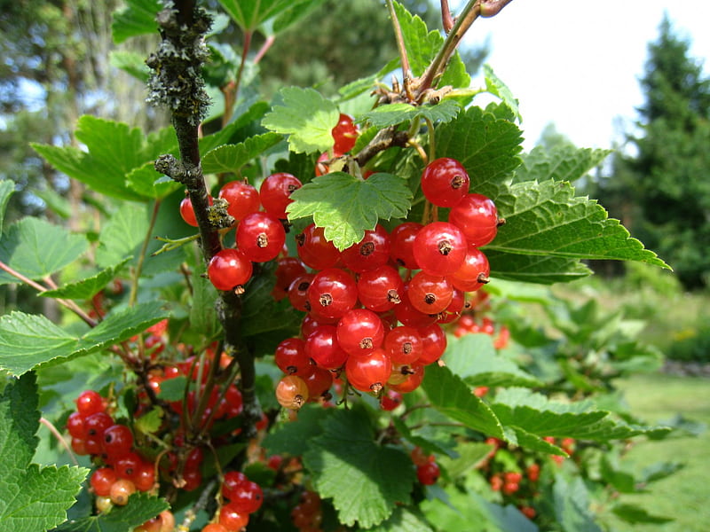 Red Currant, red, currant, green, berry, summer, garden, HD wallpaper