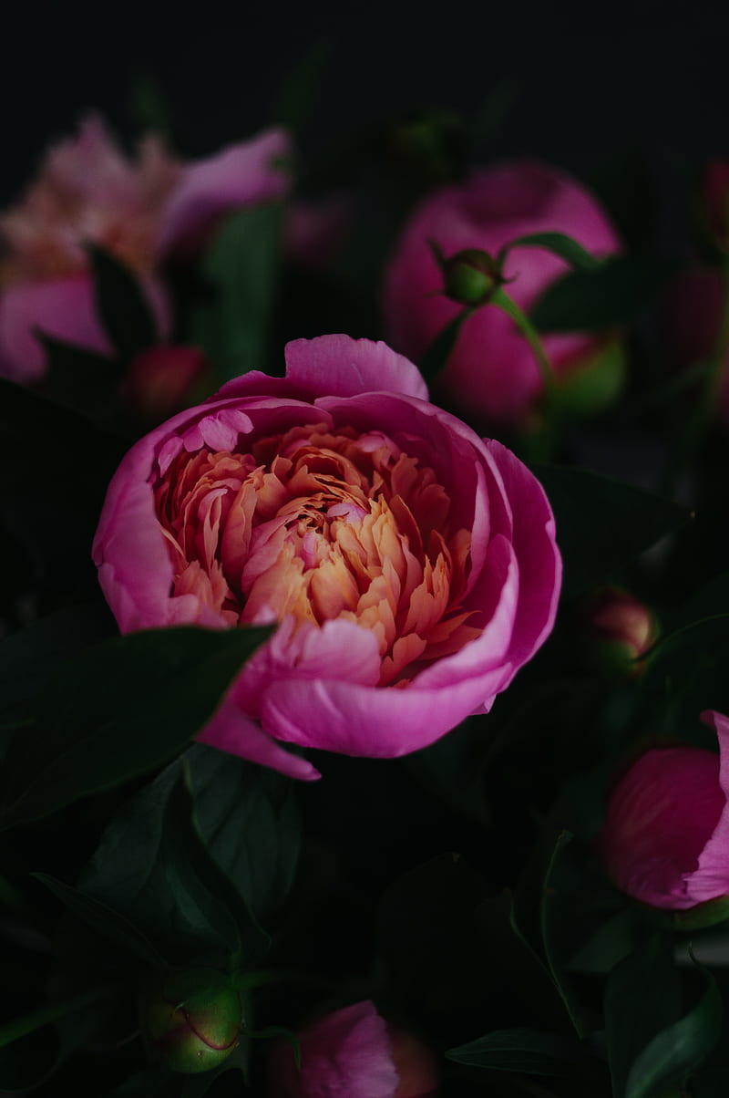 peony, flower, pink, bloom, closeup, HD phone wallpaper