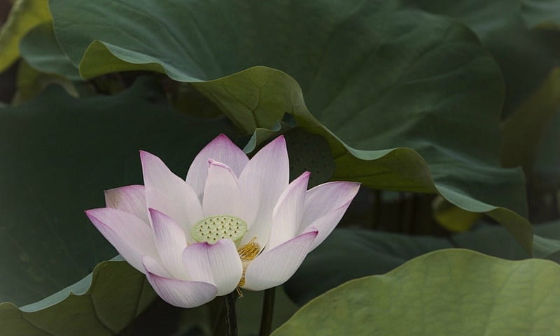 Lotus in Darkness, pond, petals, pad, dark, HD wallpaper