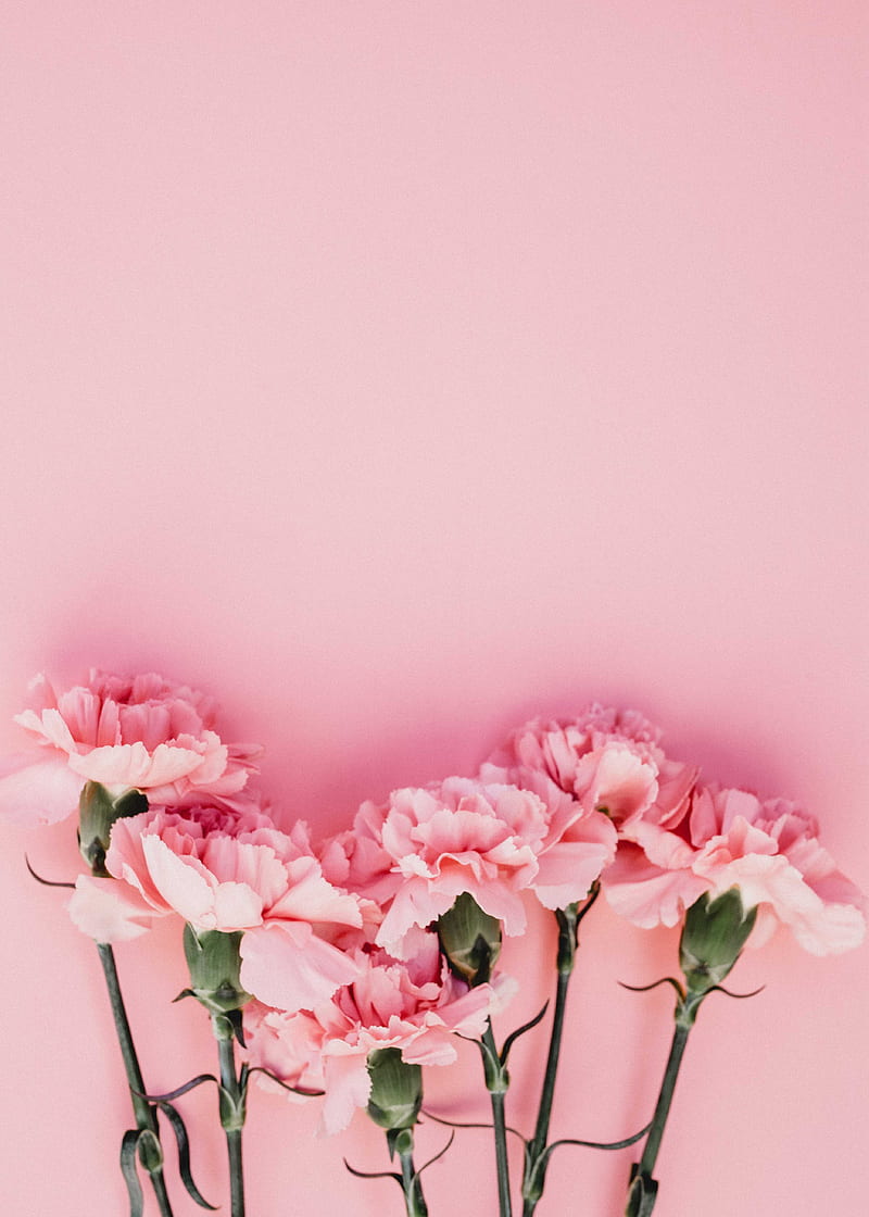 carnation, flowers, petals, pink, HD phone wallpaper