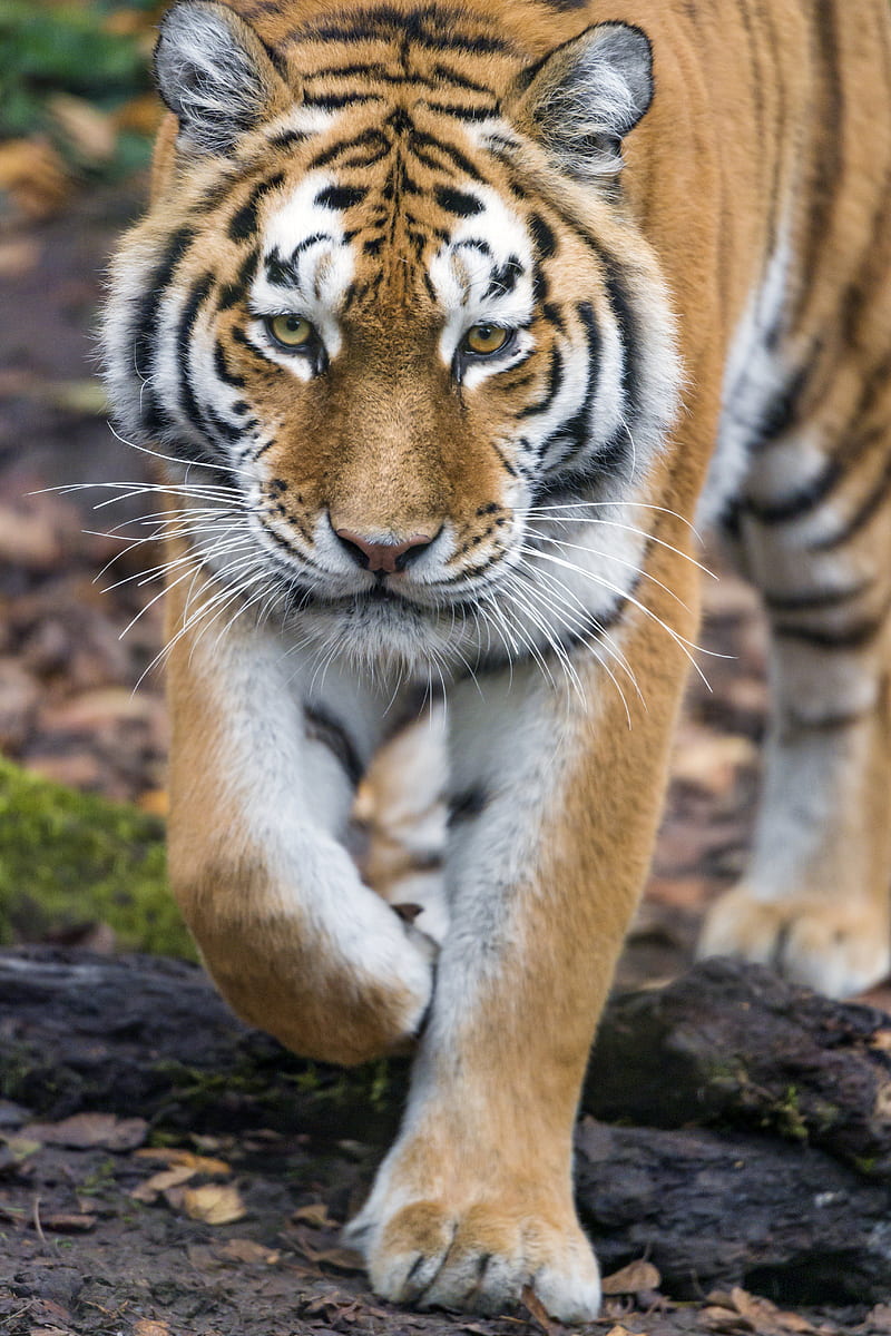 tiger, big cat, glance, predator, face, HD phone wallpaper