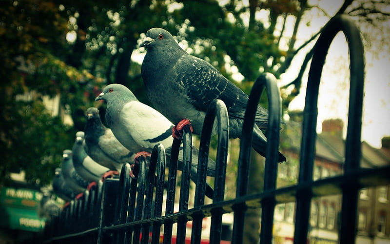 Pigeons, fence, hedge, park, HD wallpaper
