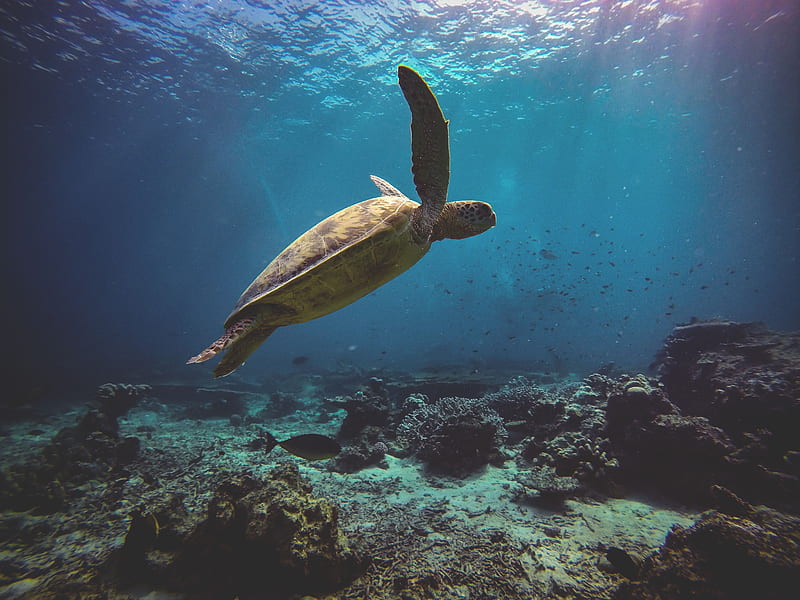Sea Turtle , turtle, reptile, animals, underwater, sea, HD wallpaper