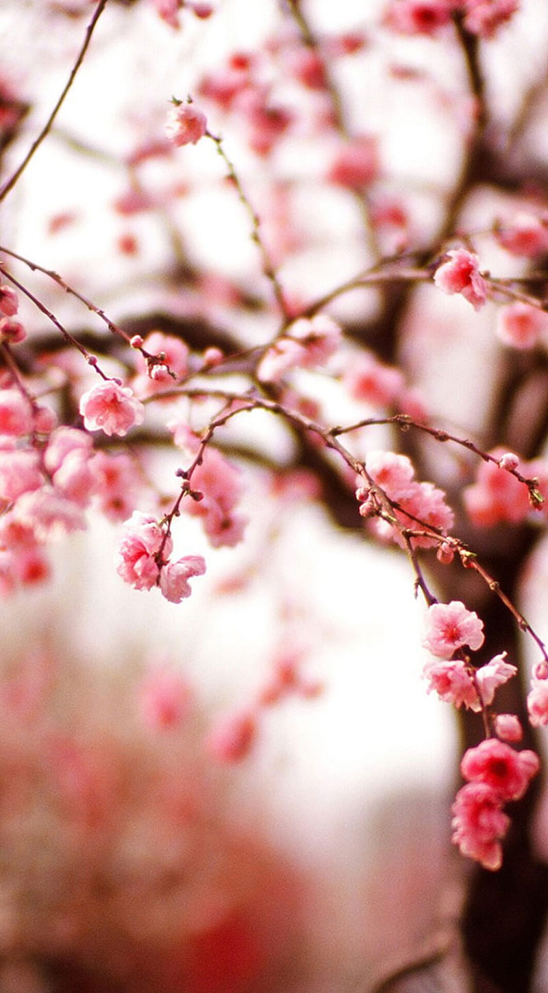 Blossom spring, pink, HD phone wallpaper | Peakpx