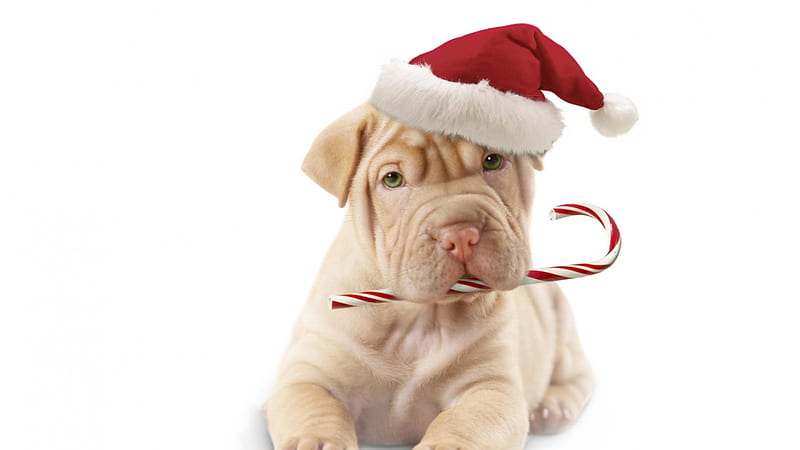 *** Santa Shar Pei ***, happines, hope, merry, christmas, best, wishes, happy, HD wallpaper