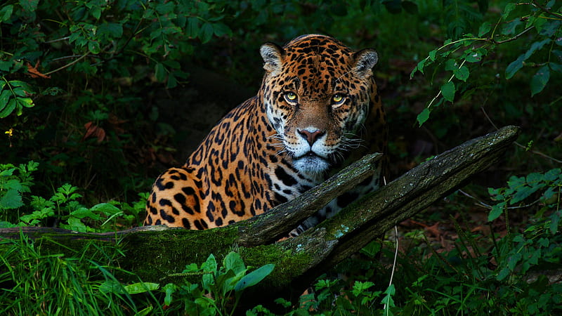 Big Cat Jaguar, jaguar, animals, HD wallpaper