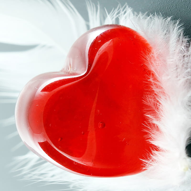 HD heart of feathers wallpapers Peakpx