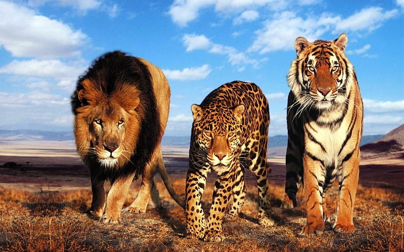 The Three Kings, bonito, Kings, Cats, Three, Wild, HD wallpaper