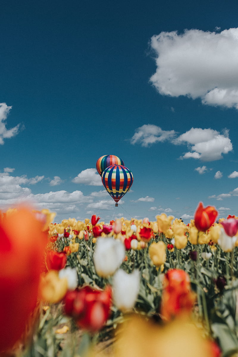 yellow and red tulip flowers under hot air balloons, HD phone wallpaper