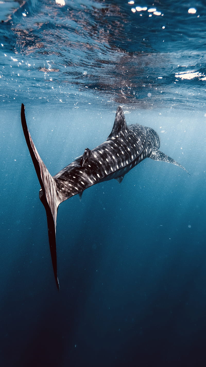 Whale Shark, animal, blue, fish, love, maldives, nature, ocean, rays,  underwarer, HD phone wallpaper | Peakpx