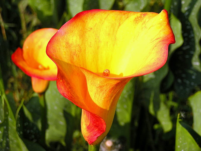 Cala lillies for Forever SunShine, green, bright, garden, spring, sunshine, cala lillies, orange and yellow, HD wallpaper