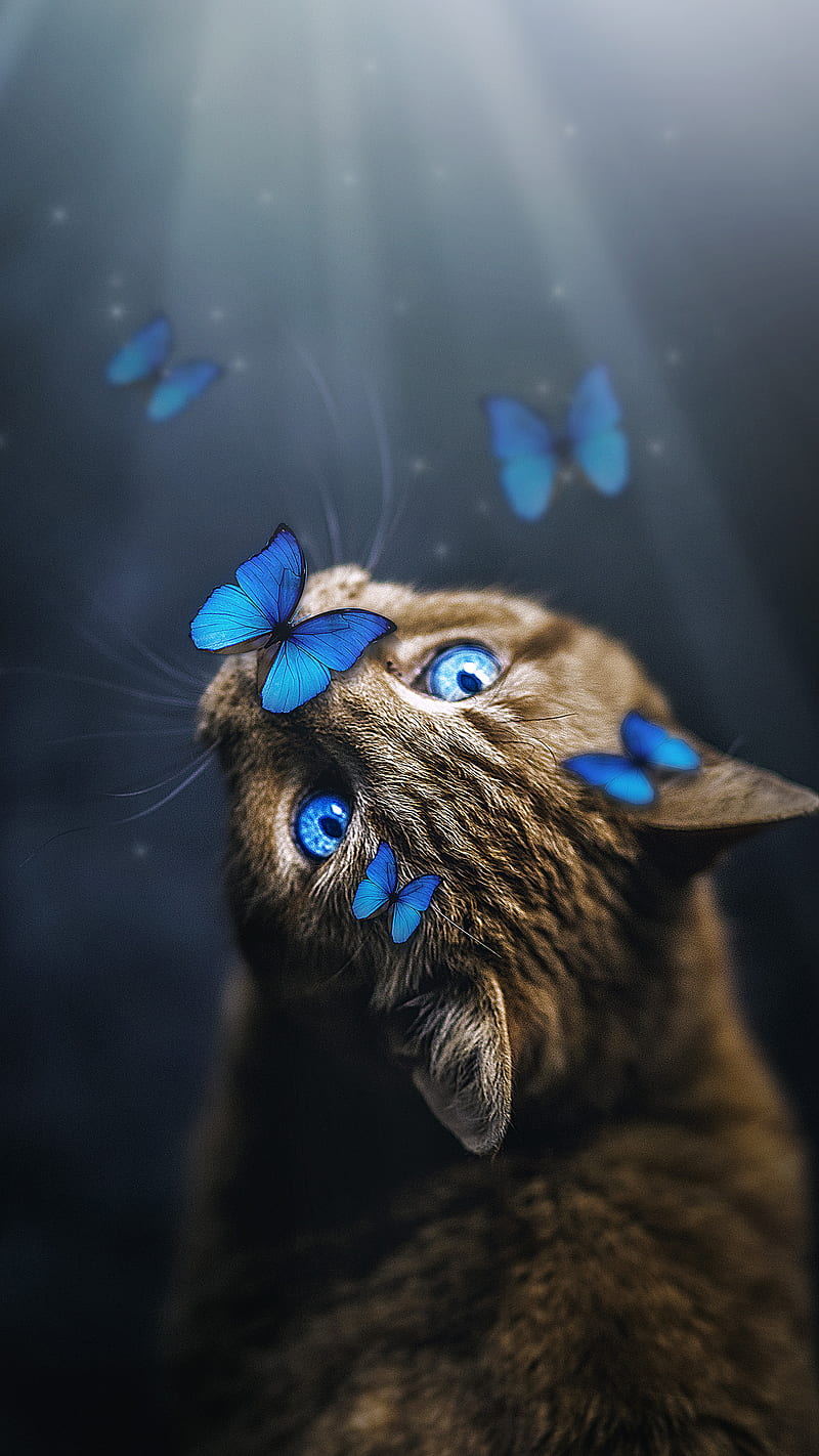 Cute Cat, animals, blue, butterfly, colorful, eyes, light, pets, HD phone wallpaper