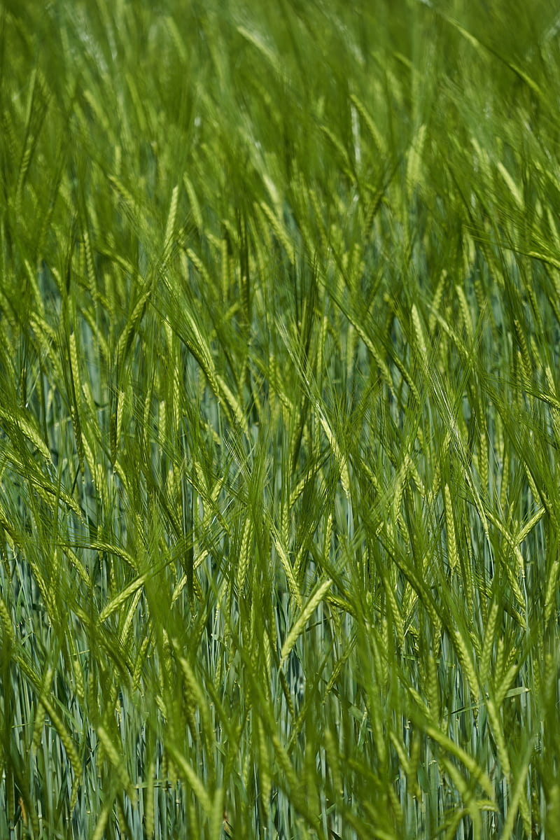 ears, grass, field, blur, HD phone wallpaper
