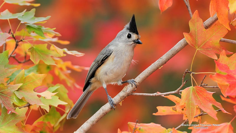 Bird in Autumn Tree, birds, autumn, graphy, abstract, HD wallpaper